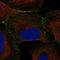 Elongin C antibody, HPA078113, Atlas Antibodies, Immunofluorescence image 