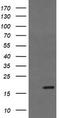Growth arrest and DNA damage-inducible protein GADD45 gamma antibody, CF505484, Origene, Western Blot image 