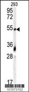 Bone morphogenetic protein 3B antibody, 61-063, ProSci, Western Blot image 
