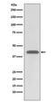 HLA-A68 antibody, M00194-1, Boster Biological Technology, Western Blot image 
