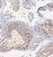 Ankyrin Repeat Domain 53 antibody, FNab00416, FineTest, Immunohistochemistry frozen image 