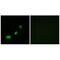 Acyl-CoA Thioesterase 1 antibody, A11454, Boster Biological Technology, Immunofluorescence image 