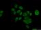 LSM8 Homolog, U6 Small Nuclear RNA Associated antibody, 10134-1-AP, Proteintech Group, Immunofluorescence image 
