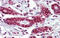 NF-kappa-B-repressing factor antibody, ARP39290_P050, Aviva Systems Biology, Immunohistochemistry frozen image 