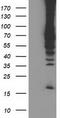 Ribophorin I antibody, LS-C173359, Lifespan Biosciences, Western Blot image 