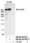 Msx2-interacting protein antibody, NB100-58799, Novus Biologicals, Western Blot image 