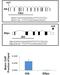 Di-Methyl-Histone H3 antibody, MA3-059, Invitrogen Antibodies, Chromatin Immunoprecipitation image 