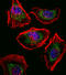 SRY-Box 4 antibody, LS-C97708, Lifespan Biosciences, Immunofluorescence image 