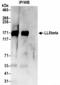 Pleckstrin Homology Like Domain Family B Member 2 antibody, NBP2-36546, Novus Biologicals, Immunoprecipitation image 