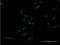 SH2 Domain Containing 3A antibody, MA5-20897, Invitrogen Antibodies, Immunofluorescence image 