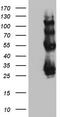 Protein C Receptor antibody, TA805780, Origene, Western Blot image 