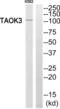 TAO Kinase 3 antibody, abx015064, Abbexa, Western Blot image 