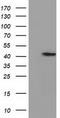 Phosphoribosyl Pyrophosphate Synthetase Associated Protein 2 antibody, TA501563S, Origene, Western Blot image 