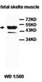 Actin-like protein 6B antibody, orb77664, Biorbyt, Western Blot image 
