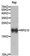 Ribosomal Protein S10 antibody, MBS2522540, MyBioSource, Western Blot image 