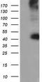 BB1 antibody, TA501575S, Origene, Western Blot image 