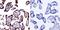 Cytohesin 1 antibody, MA1-062, Invitrogen Antibodies, Immunohistochemistry paraffin image 
