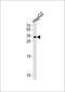NK6 Homeobox 3 antibody, PA5-35192, Invitrogen Antibodies, Western Blot image 