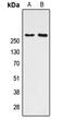 CREB Binding Protein antibody, LS-C355975, Lifespan Biosciences, Western Blot image 