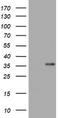 Zinc Finger CCHC-Type Containing 24 antibody, TA800348, Origene, Western Blot image 