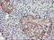 Tropomodulin-1 antibody, LS-C173114, Lifespan Biosciences, Immunohistochemistry frozen image 