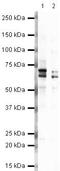 NUMBL antibody, PA5-19655, Invitrogen Antibodies, Western Blot image 