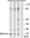 Ribosomal Protein L34 antibody, LS-C199547, Lifespan Biosciences, Western Blot image 