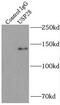 Ubiquitin carboxyl-terminal hydrolase 28 antibody, FNab09322, FineTest, Immunoprecipitation image 