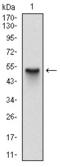 S-Phase Kinase Associated Protein 1 antibody, AM06704SU-N, Origene, Western Blot image 