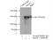 ATX2 antibody, 21776-1-AP, Proteintech Group, Immunoprecipitation image 