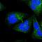 Ninein-like protein antibody, HPA000686, Atlas Antibodies, Immunocytochemistry image 