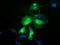Protein Tyrosine Phosphatase Receptor Type E antibody, TA501230, Origene, Immunofluorescence image 