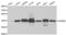 TAR DNA Binding Protein antibody, abx001097, Abbexa, Western Blot image 