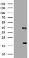 Thymidylate Synthetase antibody, TA801761, Origene, Western Blot image 