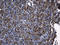 Aquaporin-8 antibody, TA810773S, Origene, Immunohistochemistry frozen image 