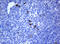 N-Acetylneuraminic Acid Phosphatase antibody, LS-C787059, Lifespan Biosciences, Immunohistochemistry frozen image 