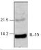 Interleukin-15 antibody, TA319042, Origene, Western Blot image 