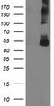 Coronin 1A antibody, TA501429S, Origene, Western Blot image 