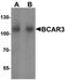 BCAR3 antibody, orb75832, Biorbyt, Western Blot image 