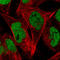 Zinc Finger E-Box Binding Homeobox 1 antibody, AMAb90510, Atlas Antibodies, Immunofluorescence image 
