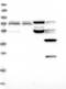 Chromosome 16 Open Reading Frame 46 antibody, NBP1-83526, Novus Biologicals, Western Blot image 
