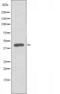Potassium Two Pore Domain Channel Subfamily K Member 15 antibody, orb226838, Biorbyt, Western Blot image 