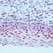 Visual System Homeobox 2 antibody, orb108770, Biorbyt, Immunohistochemistry paraffin image 