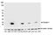 Ubiquitin Specific Peptidase 7 antibody, A700-094, Bethyl Labs, Western Blot image 