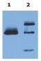 Major Histocompatibility Complex, Class I, G antibody, GTX27904, GeneTex, Immunoprecipitation image 