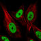 Heterogeneous Nuclear Ribonucleoprotein C (C1/C2) antibody, AMAb91012, Atlas Antibodies, Immunofluorescence image 