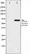 RAS P21 Protein Activator 1 antibody, orb106526, Biorbyt, Western Blot image 