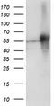 SH2 domain-containing protein 2A antibody, TA504461, Origene, Western Blot image 