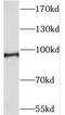 SLIT And NTRK Like Family Member 4 antibody, FNab07983, FineTest, Western Blot image 