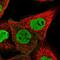 Zinc finger protein 655 antibody, NBP1-80625, Novus Biologicals, Immunofluorescence image 